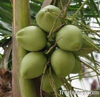 Sell Young fresh coconut