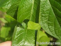 Sell eucommia leaf extract