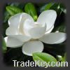 Sell Honokiol Magnolia bark extract