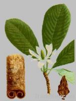 Sell Magnolol  (Magnolia Officinal P.E.)