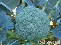 Sell Sulforaphane (SFN) Broccoli seeds extract