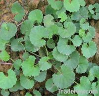 Sell gotu kola extract