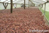 Sell COCOA BEANS