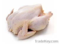 Sell Whole Chicken. Halal