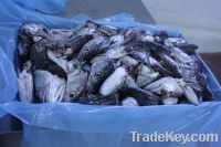 Sell Argentinian Hake Heads