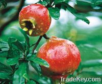 Sell Pomegranate Extract Ellagic Acid 40%-90% HPLC