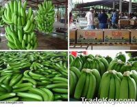 Green Cavendish Banana