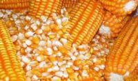 High-grade fine sweet yellow corn