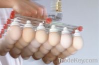 fertilized eggs