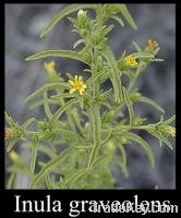 inula graveolens essential oil