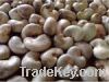 Raw Cashew Nut