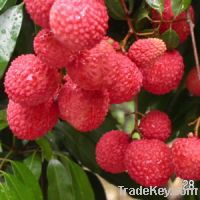 Sell Litchi