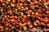 SELL REFINED PALM OIL