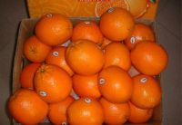 Sell new crop navel orange