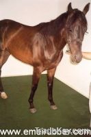 equine rubber flooring