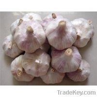 Sell fresh garlic