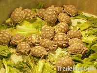 Tortoises and Turtles Available