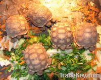 Tortoises And Turtles Available