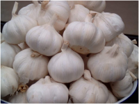 Fresh White Garlic