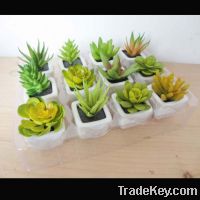 Sell artificial plastic succulent