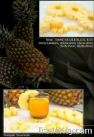 Sell IQF PINEAPPLE