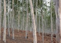 EUCALYPTUS wood for paper or pulp