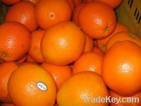 Sell fresh navel orange
