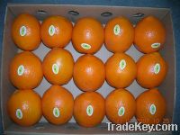 Sell fresh navel orange