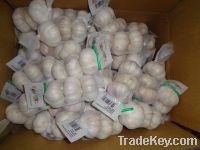 Sell 2012 new crop fresh garlic