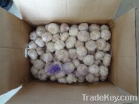 Sell new crop fresh garlic
