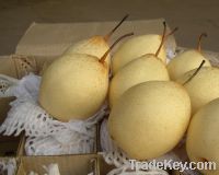 Sell new crop fresh ya pear