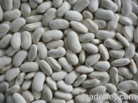 Sell new crop white beans