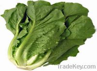 lettuce