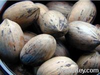 pecans with shell