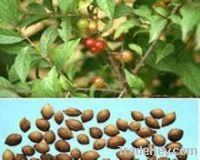 Sell Chinese Bushcherry Seed Powder Extracts