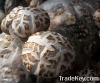 Sell Mushroom From China