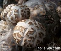 Sell White Flower Mushroom