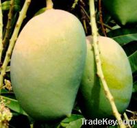 Sell fresh mango