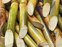 Sell sugarcane