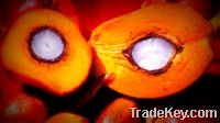 Sell Crude Palm Oil ( CPO )