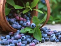 Sell Blueberry Juice Powder