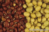 Sell Soybean Seeds