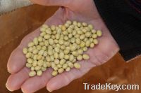 Sell Soybean Seeds