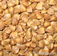 Sell Roasted  Buckwheat  Kernel/groats