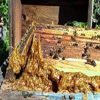 Natural bee propolis