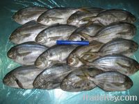 Sell Butterfish