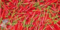 SELL FRESH CHILLI.my skype: smithnguyen1