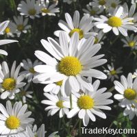 Sell Chamomile Extract