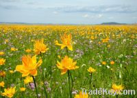 Sell Pot marigold extract