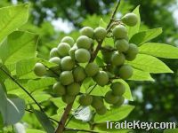 Sell Chinese Soapberry Seed extract